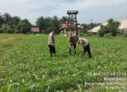 Kanit Binmas Polsek Bukit Kapur IPTU Satam Melakukan Pengecekan Perkembangan Tanaman Jagung
