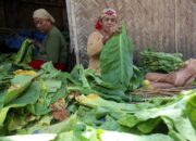 Aturan Ketat Ancam Nasib Petani Tembakau di Bondowoso