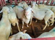 Torpedo Kambing Jadi Incaran saat Iduladha, Mitos atau Fakta Tingkatkan Vitalitas Pria?